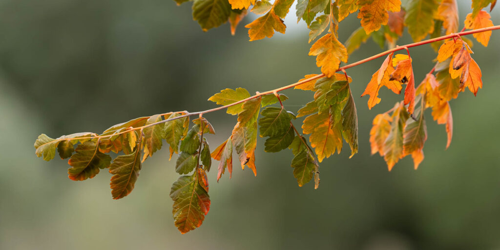 Koelreuteria paniculata Kinesträd