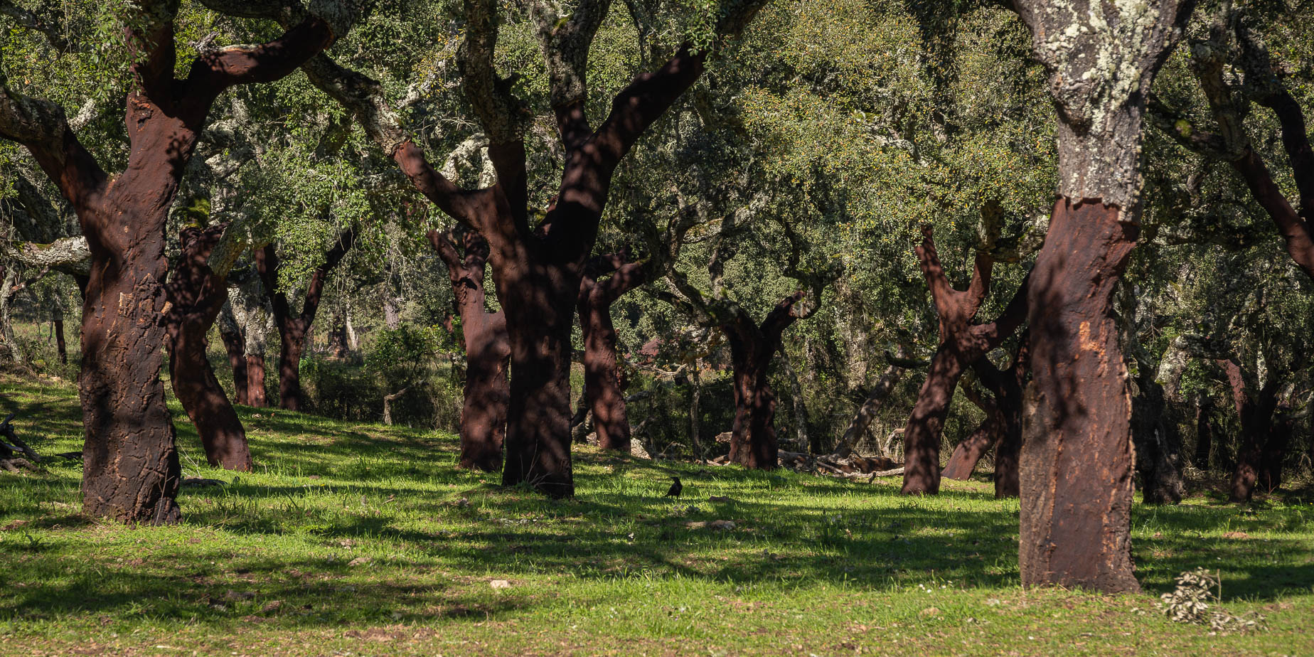 Skog av korkekar i Alentejo